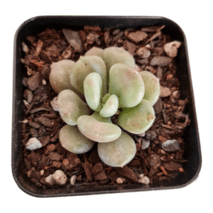 Suculenta Echeveria Bill Gates