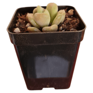 Suculenta Echeveria Bill Gates