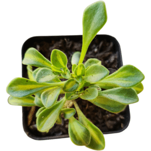 Suculenta Aeonium Domesticum Variegata Amarelo