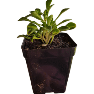 Suculenta Aeonium Domesticum Variegata Amarelo