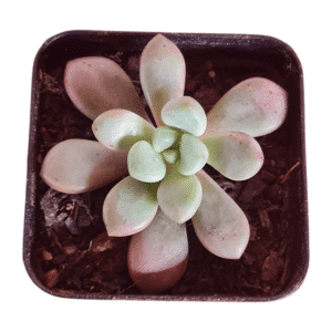 Suculenta Echeveria Pollari Hearts