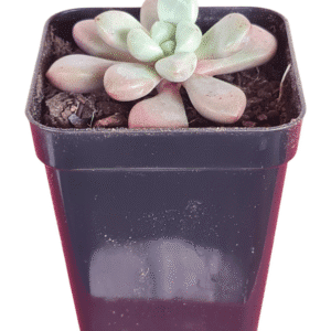 Suculenta Echeveria Pollari Hearts