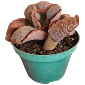 Suculenta Gibbiflora Cloverfild