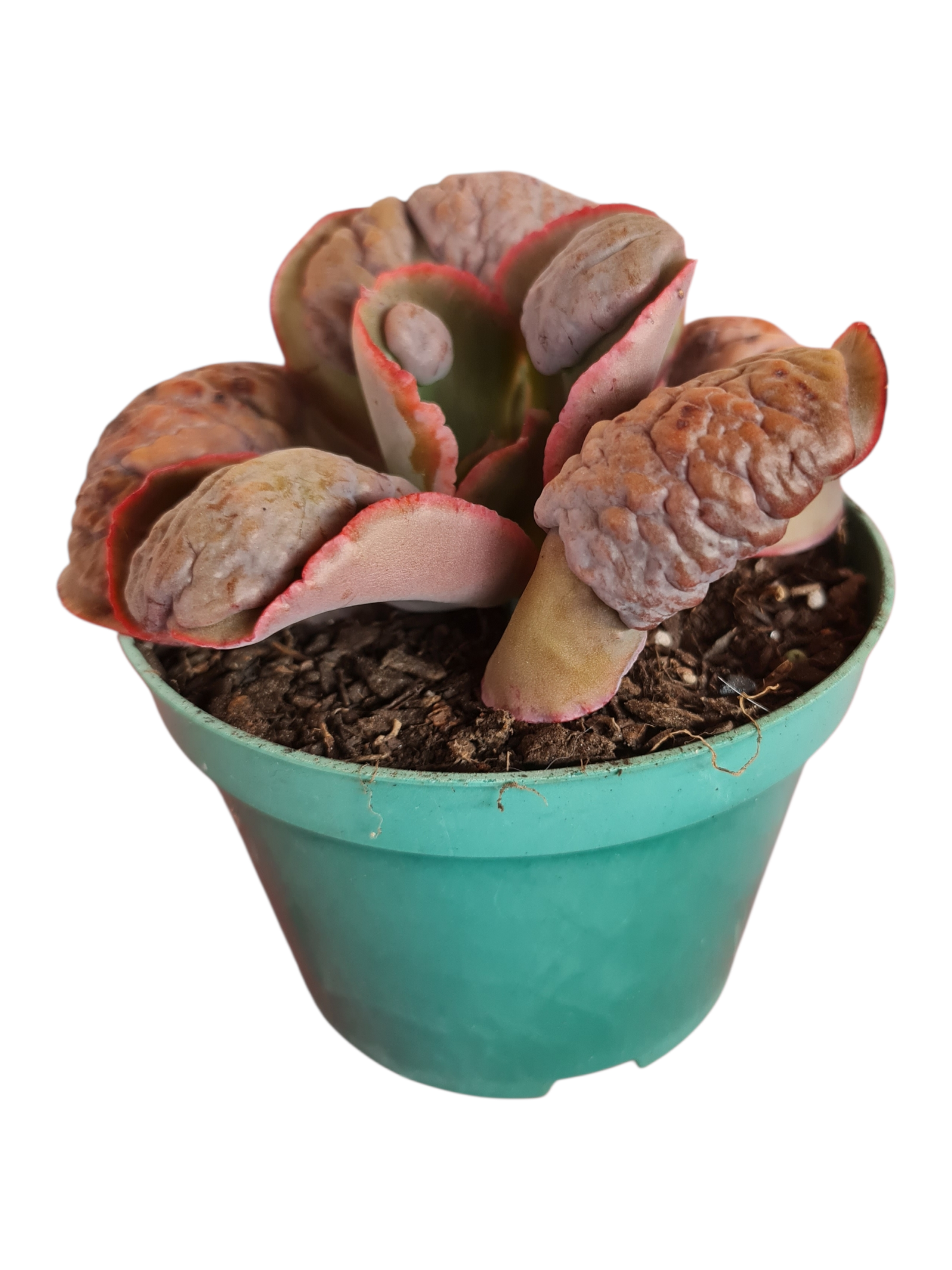 Suculenta Gibbiflora Cloverfild 4 Suculenta Gibbiflora Cloverfild - Imagem 2