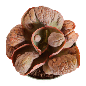 Suculenta Gibbiflora Cloverfild