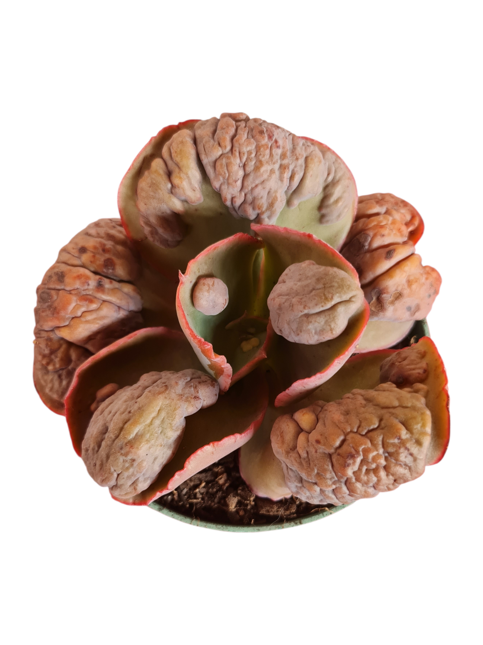 Suculenta Gibbiflora Cloverfild 1 1000962235