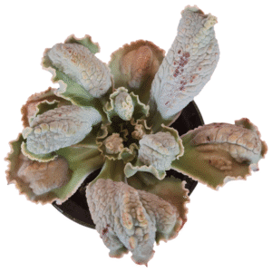 Suculenta Gibbiflora J.J Julie