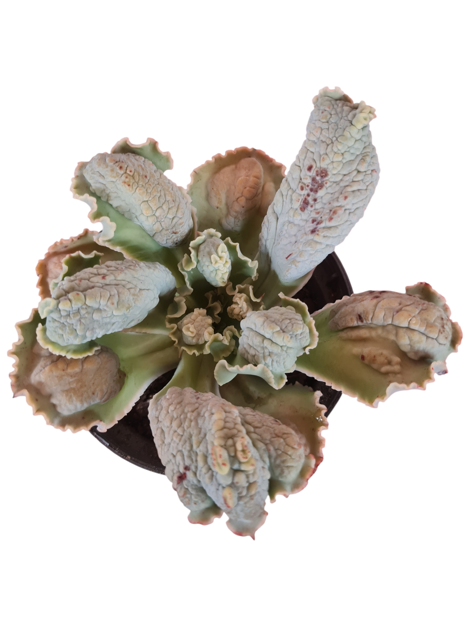 Suculenta Gibbiflora J.J Julie 2 Suculenta Gibbiflora J.J Julie