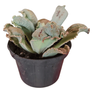 Suculenta Gibbiflora J.J Julie