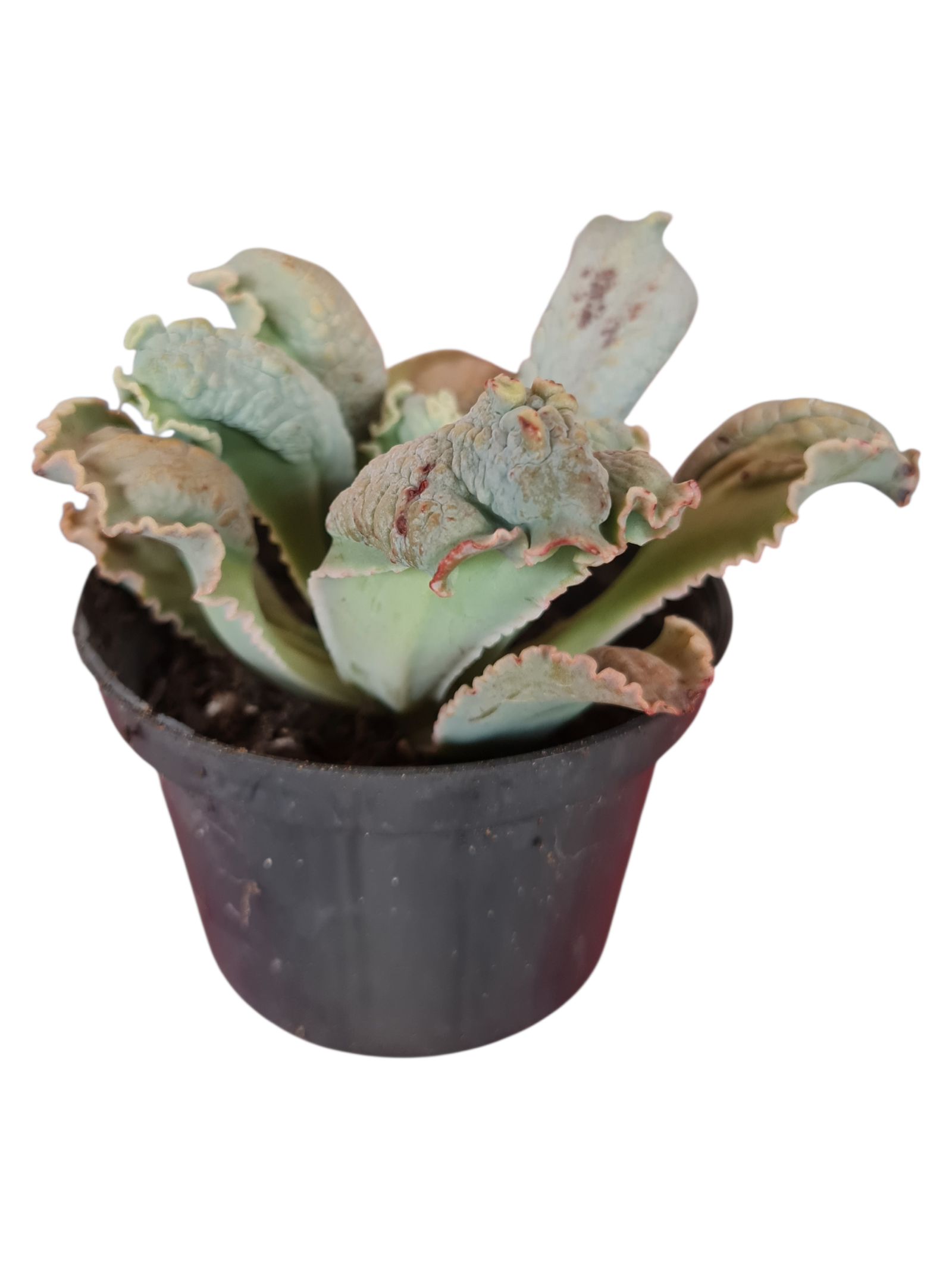 Suculenta Gibbiflora J.J Julie 3 Suculenta Gibbiflora J.J Julie - Imagem 2