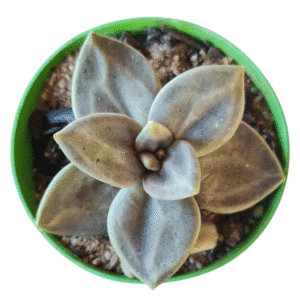 Suculenta de Pedra- Echeveria Xichuensis