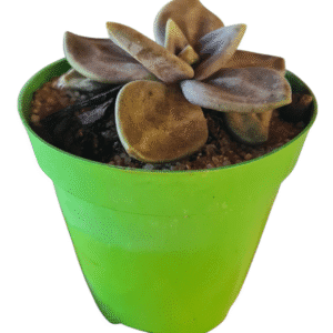 Suculenta de Pedra- Echeveria Xichuensis