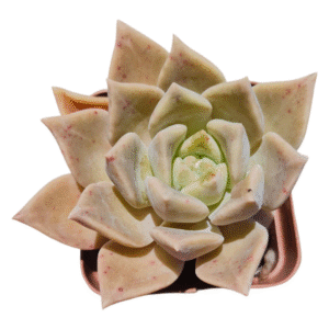 Suculenta Sedum Crepúsculo