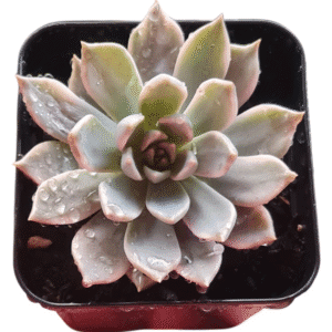 Suculenta Echeveria Scarlet Variegata