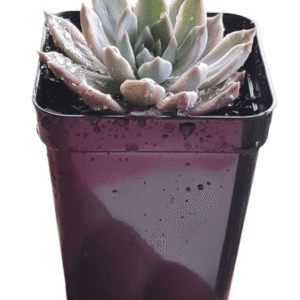 Suculenta Echeveria Scarlet Variegata