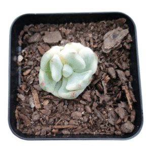 Suculenta Sedeveria Pudgy Variegata