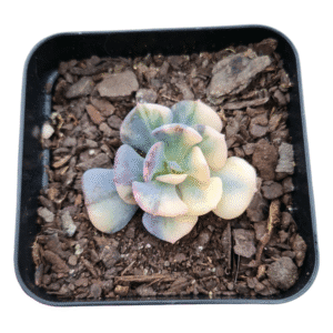 Suculenta Echeveria Cubic Frost Variegata