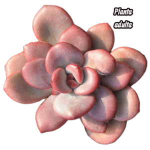 Suculenta Maçãnzinha – Echeveria Apple Candy