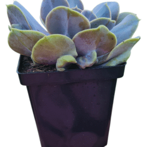 Suculenta Echeveria Valkirie Trumpet – Pote 13