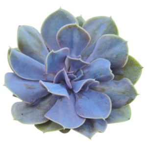 Suculenta Echeveria Valkirie Trumpet – Pote 13