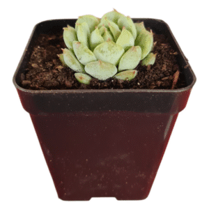 Suculenta Echeveria Thinginshu