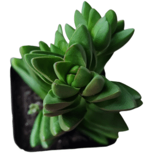 Suculenta Crassula Benjamin