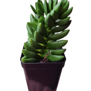 Suculenta Crassula Benjamin