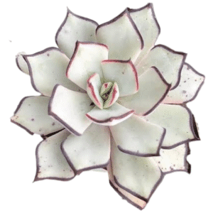 Suculenta Echeveria Strictiflora var. nova