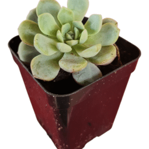 Suculenta Echeveria Loveme