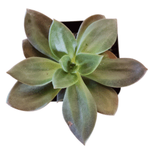 Suculenta Echeveria Morani X Xichuensis