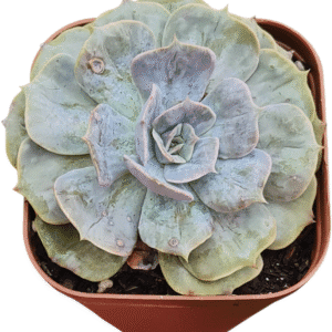 Suculenta Echeveria Magic ball- Pote 13