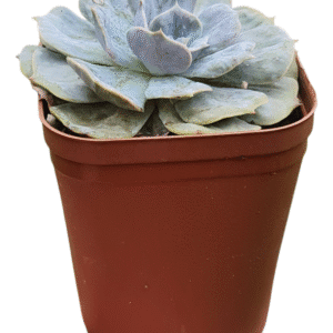 Suculenta Echeveria Magic ball- Pote 13