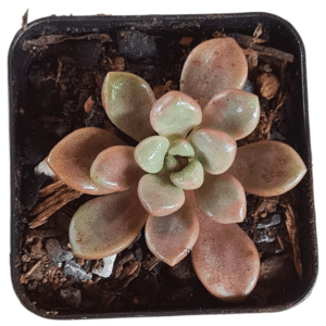 Suculenta Polari Heart (Coreana)