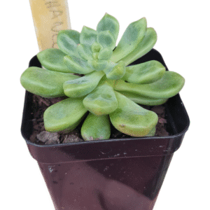 Suculenta Graptoveria Chanel
