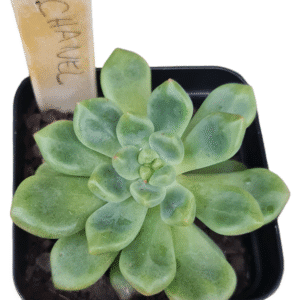 Suculenta Graptoveria Chanel