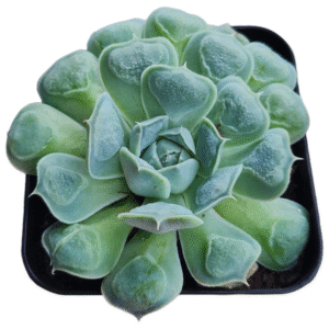 Suculenta Echeveria Hiarium – Carunculas