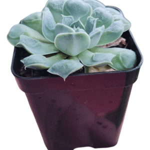 Suculenta Echeveria Hiarium – Carunculas