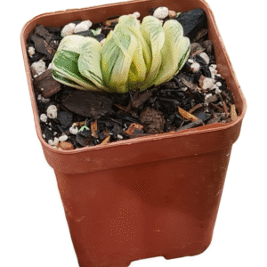 Suculenta Haworthia Truncata Alba